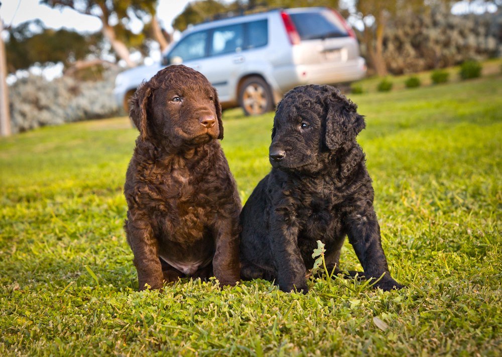 Curly Coated Retriever Puppies